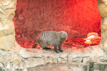 Banded mongoose on a rock in the zoo. close up. Mungos Mungo