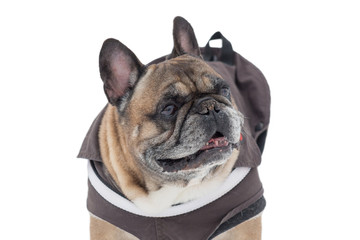 Cute french bulldog in beautiful pet clothing isolated on a white background. Pet animals.