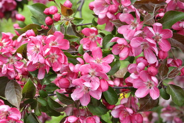 Pink flowers of blossoming apple-tree (grade 