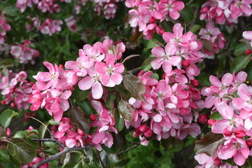 Pink flowers of blossoming apple-tree (grade 