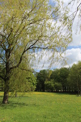 Nature in a spring time