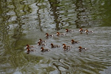 Female Goosander (Mergus merganser) with many chicks in water, spring 