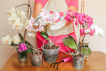 Orchid care at home. Pink and white phalaenopsis. Orchid root disease. Growing flowers as a hobby. Tropical plants