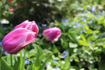 Nature in a spring time