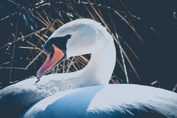 Portrait of a white Swan