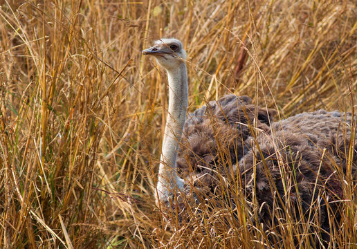 ostrich in the wild