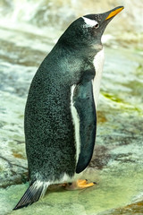 Papuan penguin in full growth. close-up. Pygoscelis papua