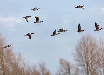 A flock of goose flies in the sky.