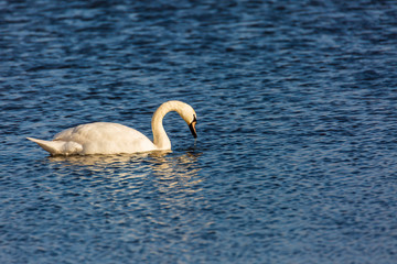 A swan swims in the lake.