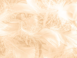 Beautiful abstract white and brown feathers on white background and soft yellow feather texture on white pattern and yellow background, feather background, gold feathers banners