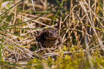 Amphibians - A toad warms up in the sun.