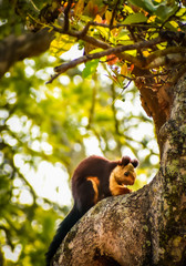 Obraz premium wild squirrel on tree