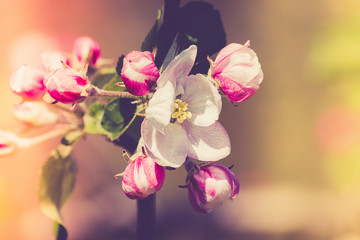 Close up of beautiful Apple Blossoms in Spring