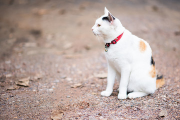 Cat 3 color on blur background