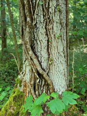 tree in the forest woods bark plants green trunk bole