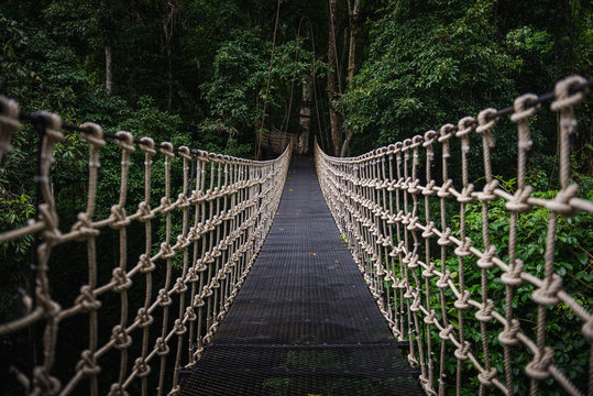 Fototapeta Rope bridge in the forest