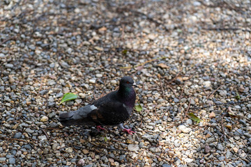鳩