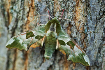Lime Hawk-moth - Mimas tiliae, beautiful green hawk-moth from European forests and woodlands, Zlin,...