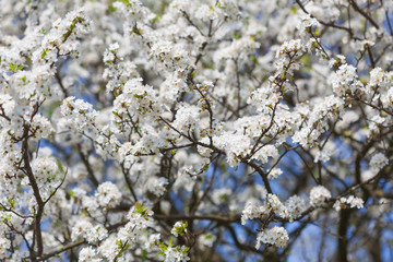 Spring flowers