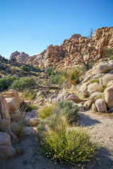 hiking the hidden valley trail in joshua tree national park, california, usa