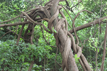 Trees with bendy and twisted branches coiled into each other
