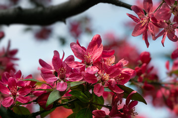 Branch with pink apple flowers.