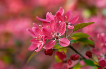 Branch with pink apple flowers.