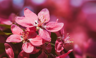 Branch with pink apple flowers.