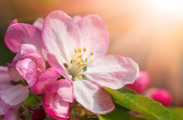 Branch with pink apple flowers.