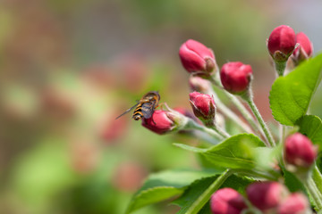 Branch with pink apple flowers.