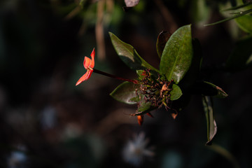 red and yellow Ixora flower with drak graden background