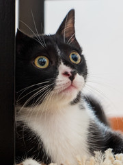 gato