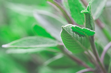 Medicinal plants in the garden: a young sage bush