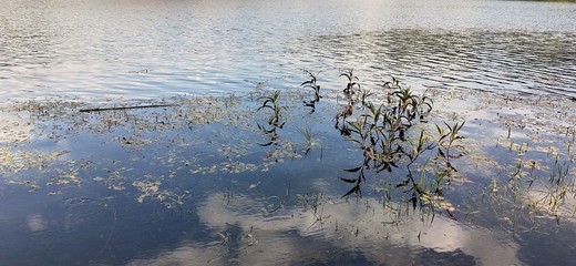 reflection in water