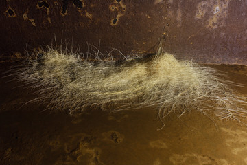 root tree direct into a crack of underground water tank, wastewater