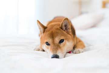 Pet Lover concept. Shiba Inu dogs are tilted their necks. Shiba Inu dogs that lying in the white...