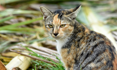 Cute multicolored cat, isolated on a blurred background