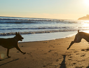 Dogs on the beach
