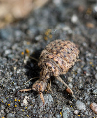 Antlion macro with grey background