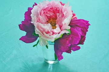 Pink tree peony flowers in a vase