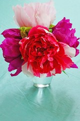 Pink tree peony flowers in a vase