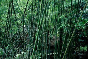 Fototapeta premium Lanscape bamboo forest.Cool tone.