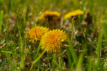 blooming dandelions in a meadow