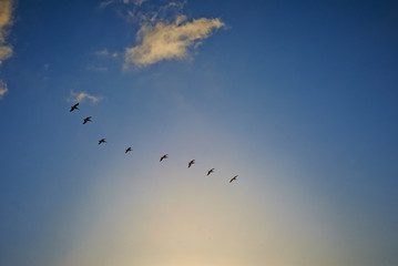 Birds flying in formation. at sunset