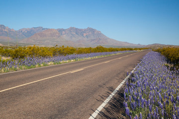 Bluebonnets beside the road © Allen Penton