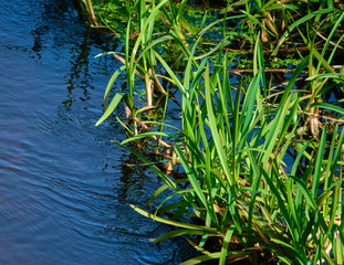 Green swamp grass in bright sunlight on a clean stream with fresh blue water, background
