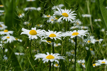 Bellis perennis is a common European species of daisy, of the family Asteraceae © atosan