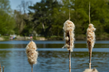 Reed seed stands against an intentionally blurred background with a lake and a forest, isolated