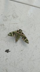 butterfly on the ground