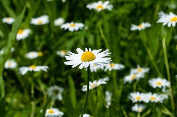 Bellis perennis is a common European species of daisy, of the family Asteraceae © atosan